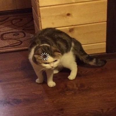 cat